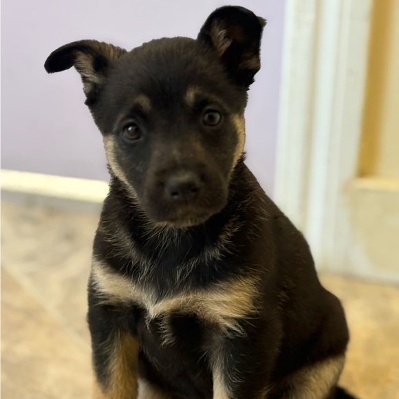 Meet your Posher, Rei - Picture 1 of 1